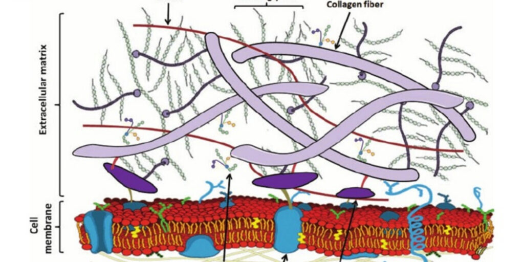 Tiêm Rejuran Healer giá bao nhiêu? Công dụng và quy trình tiêm tại Emme Beauty & Spa 3 Tiêm meso Rejuran Healer có công dụng gì cho da